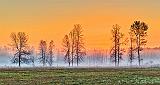 Trees In Sunrise Ground Fog_P1180987-9